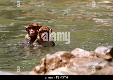 Zhengzh, Zhengzh, China. 19th July, 2018. Zhengzhou, CHINA-Macaques enjoy diving at a zoo in Zhengzhou, central China's Henan Province. Credit: SIPA Asia/ZUMA Wire/Alamy Live News Stock Photo