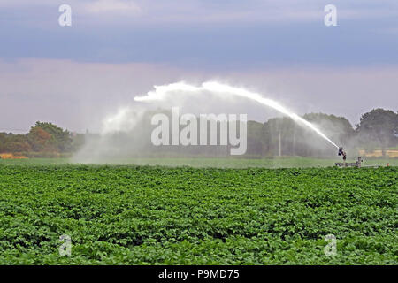 Water sprinkler in a Yorkshire Crop field of potatoes, Summer, England, UK Stock Photo