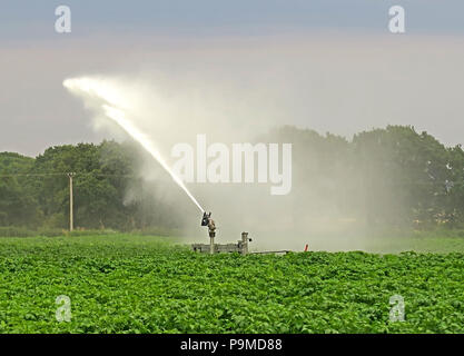 Water sprinkler in a Yorkshire Crop field of potatoes, Summer, England, UK