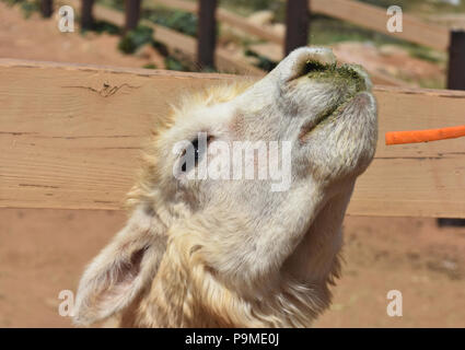 White alpaca with his nose up in the sky with a carrot. Stock Photo