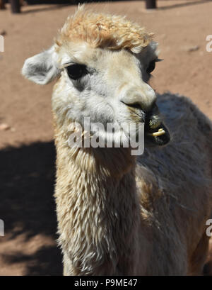 Cute alpaca chewing with long protruding teeth. Stock Photo