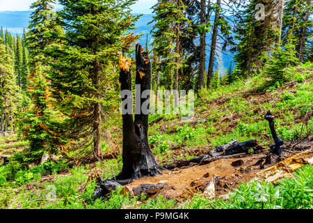 Blackened Tree due to Lightning Strike in the high Alpine of Tod Mountain in the Shuswap Highlands of British Columbia, Canada Stock Photo
