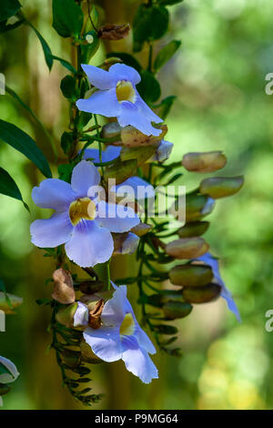 Laurel clockvine or blue trumpet vine (Thunbergia laurifolia) flowers, Jardin Botanico de Asuncion (Botanical Garden of Asuncion), Paraguay Stock Photo