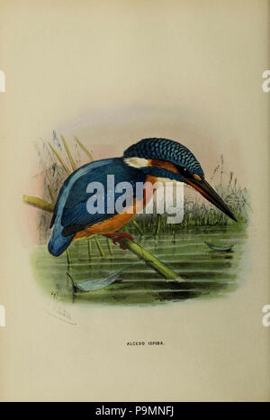 A Monograph Of The Alcedinidae Stock Photo Alamy A Monograph Of The Alcedinidae Stock Photo Alamy