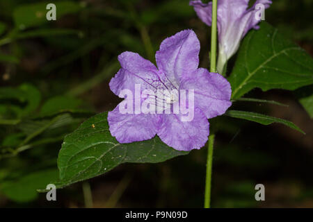 A wild petunia, Ruellia sp., blossom. Stock Photo