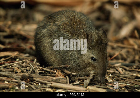 An endangered Southern Brown Bandicoot foraging in leaf litter. Stock Photo
