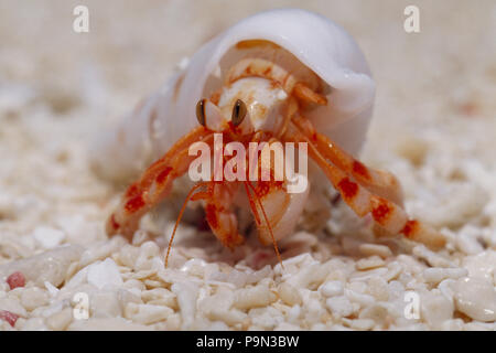 A strawberry land hermit crab emerging from its shell on a sand beach. Stock Photo