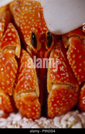 A strawberry land hermit crab emerging from its shell on a sand beach. Stock Photo