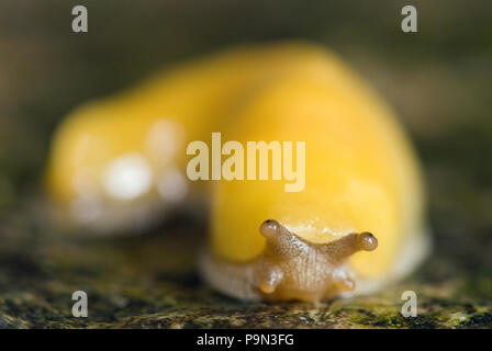 A Pacific banana slug (Ariolimax columbianus stramineus) in a forest. Stock Photo