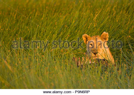 African lioness, Panthera leo, eating a carcass in tall grass. Stock Photo