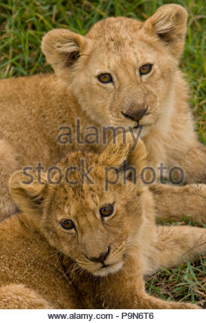 A pair of African lion cubs, Panthera leo, resting Stock Photo - Alamy