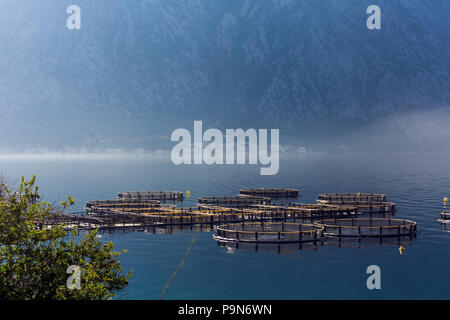 Cages for fish farming in Kotor Bay in Montenegro Stock Photo