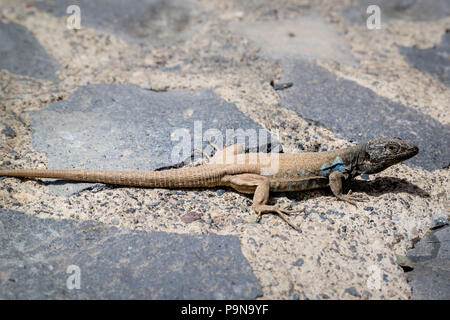 A lone male Gallotia galloti - Gallot's Lizard - with blue markings on Mount Teide in Tenerife Stock Photo