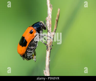 Closeup of a four-spotted leaf beetle (Clytra laeviuscula) on a dry straw, green background Stock Photo