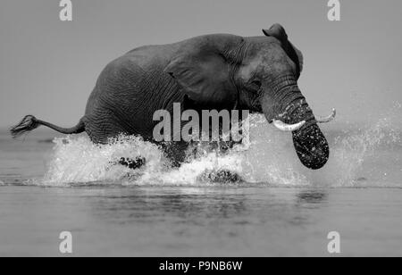 An AFRICAN ELEPHANT MOCK CHARGES as my conoe gets to close for comfort on the ZAMBEZI RIVER - ZIMBABWE Stock Photo