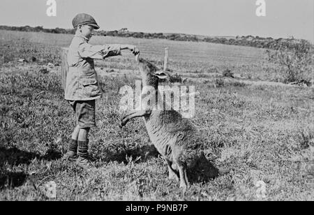 331 William Boyd - Paddy Dickson feeding Kanga Joe - Stock Photo