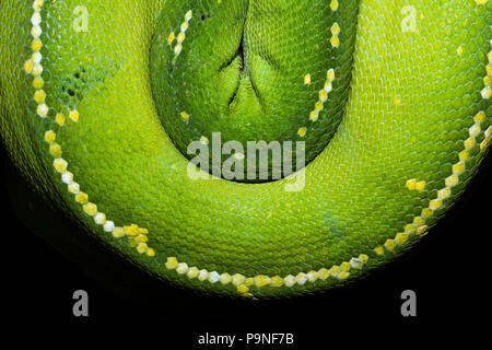The emerald coils and scales of a Green Tree Python hanging. Stock Photo