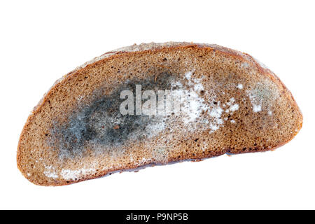 a piece of rye bread with white and black mold on it, close-up isolated on white