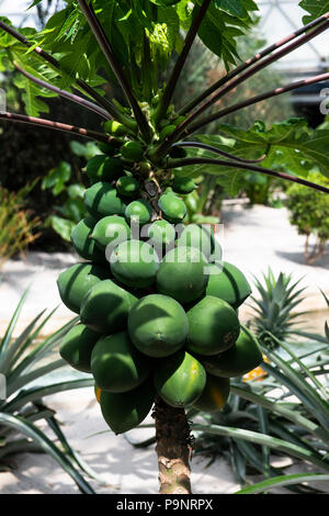 Large green macadamia nuts clustered on a macadamia nut tree. Stock Photo