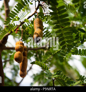 Fern-like leaves of a tamarind fruit tree frame hanging tamarind legumes. Stock Photo