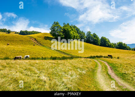 path uphill through grassy meadow. few cows grazing in the distance. lovely countryside summer scene Stock Photo