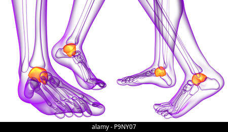 3d rendering illustration of the malleolus bone Stock Photo