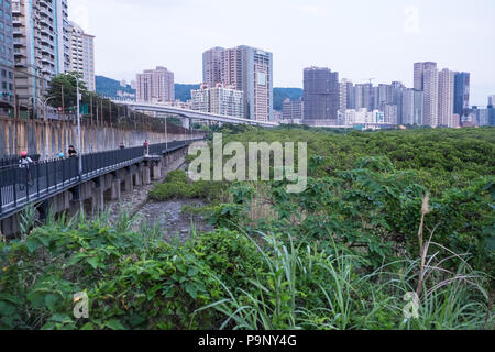 Damshui,Tamsui River Mangrove Conservation Area,Tamsui,port,sea,river,coast,coastline,Taipei,Taiwan,China,Chinese,Republic of China,ROC,Asia,Asian, Stock Photo