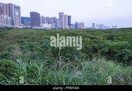 Damshui,Tamsui River Mangrove Conservation Area,Tamsui,port,sea,river,coast,coastline,Taipei,Taiwan,China,Chinese,Republic of China,ROC,Asia,Asian, Stock Photo