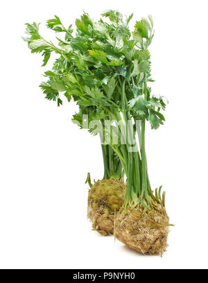 Fresh celery root with leaves isolated on white background two bulbs close-up Stock Photo
