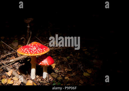 A pair of Fly Agaric toadstools, Amanita muscaria, growing in the New Forest in Hampshire England UK GB