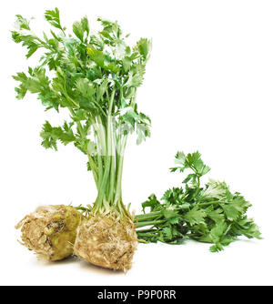 Fresh celery root with leaves isolated on white background two bulbs close-up Stock Photo