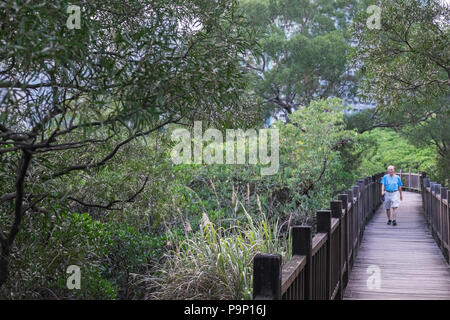 Damshui,Tamsui River Mangrove Conservation Area,Tamsui,port,sea,river,coast,coastline,Taipei,Taiwan,China,Chinese,Republic of China,ROC,Asia,Asian, Stock Photo