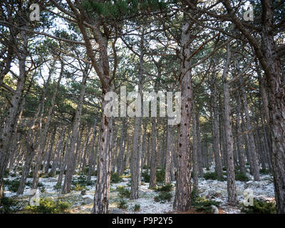 Pine tree landscape on mountain Biokovo at winter season Stock Photo