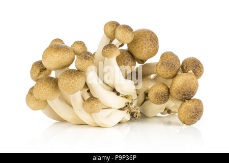 Brown beech mushrooms Shimeji collection isolated on white background Stock Photo
