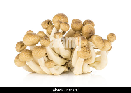Brown beech mushrooms Shimeji isolated on white background Stock Photo