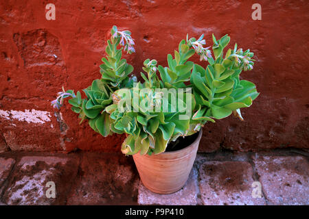 One terracotta planter of green succulent plants at the red colored rough old wall Stock Photo