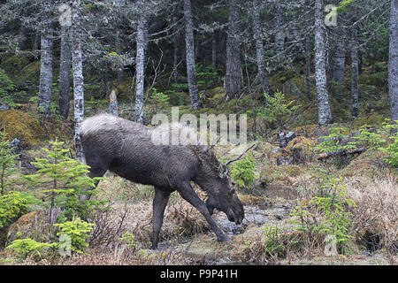 Wildlife, Moose,   Alces alces.  Travelogue,  Travel Newfoundland, Canada,  'The Rock'.  Landscapes and scenic,  Canadian Province, Stock Photo