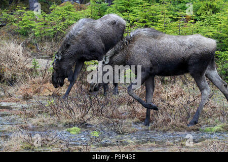Wildlife, Moose calf twins.  Alces alces.  Travelogue,  Travel Newfoundland, Canada,  'The Rock'.  Landscapes and scenic,  Canadian Province, Stock Photo