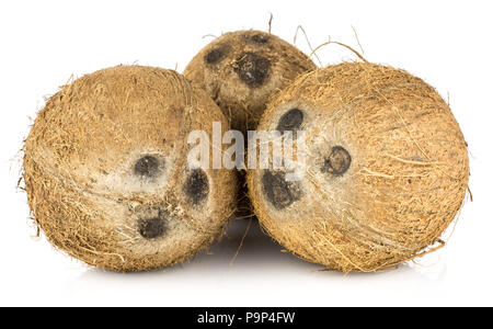 Coconuts isolated on white background three nuts brown fibrous shell Stock Photo