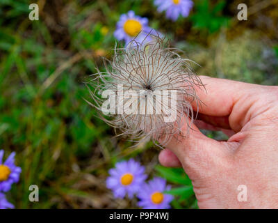 Seedhead of Korean (serratifolia) in the woman's hand, beautiful purple flowers on the background, close up photo shot in the forest, Russia Stock Photo