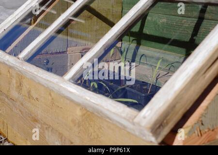 Young Sweetcorn 'Double Red' plants growing outdoors in a homemade cold frame in March, Wales, UK Stock Photo