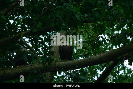 Two adult Bald Eagles perched in tree Stock Photo
