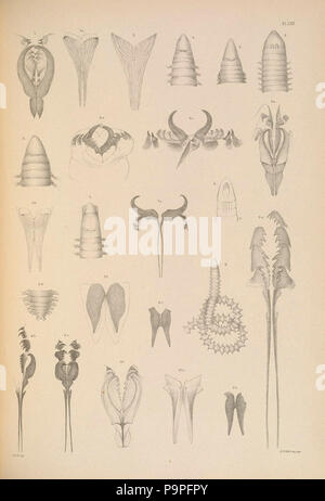 A monograph of the British marine annelids 1908 LXII. Stock Photo