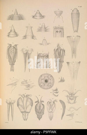 A monograph of the British marine annelids 1908 LXV. Stock Photo