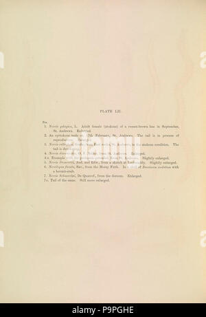 A monograph of the British marine annelids 1910 LIItext. Stock Photo
