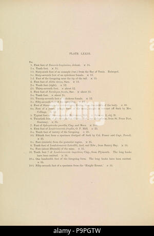 A monograph of the British marine annelids 1910 LXXIIItext. Stock Photo