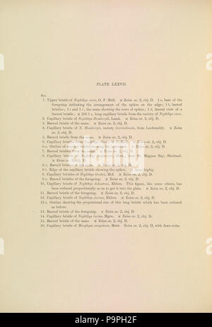 A monograph of the British marine annelids 1910 LXXVIItext. Stock Photo