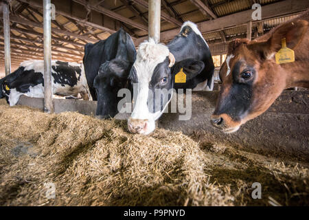 Dairy cows graze on hay and feed from bin inside barn,  Taneytown, Maryland Stock Photo