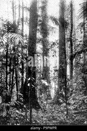 . English: A lauan or Dipterocarp forest of the Philippine Islands. Among the species in this forest is red lauan (Shorea negrosensis), whose wood is sometimes sold as Philippine mahogany in the United States. published 1920 125 Americana 1920 Tropical Forest Products - Lauan or Dipterocarp forest Stock Photo