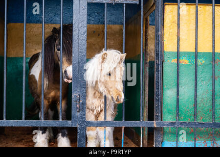 pony with blue eyes looking through the metal fence at the zoo. Stock Photo
